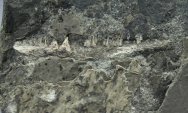 Silvanerpeton miripedes Fossil