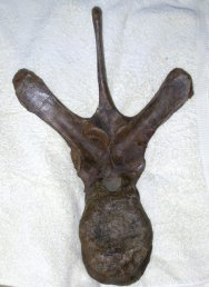 Triceratops Fossil