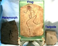 Fossil Frog Ontogenic Series