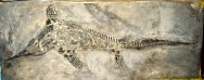 Triassic Ichthyosaur