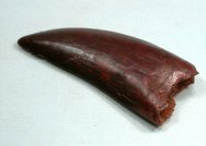 Carcharadontosaurus saharicus Dinosaur Tooth