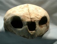 Fossil Sea Turtle Skull
