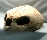 Cretaceous Sea Turtle