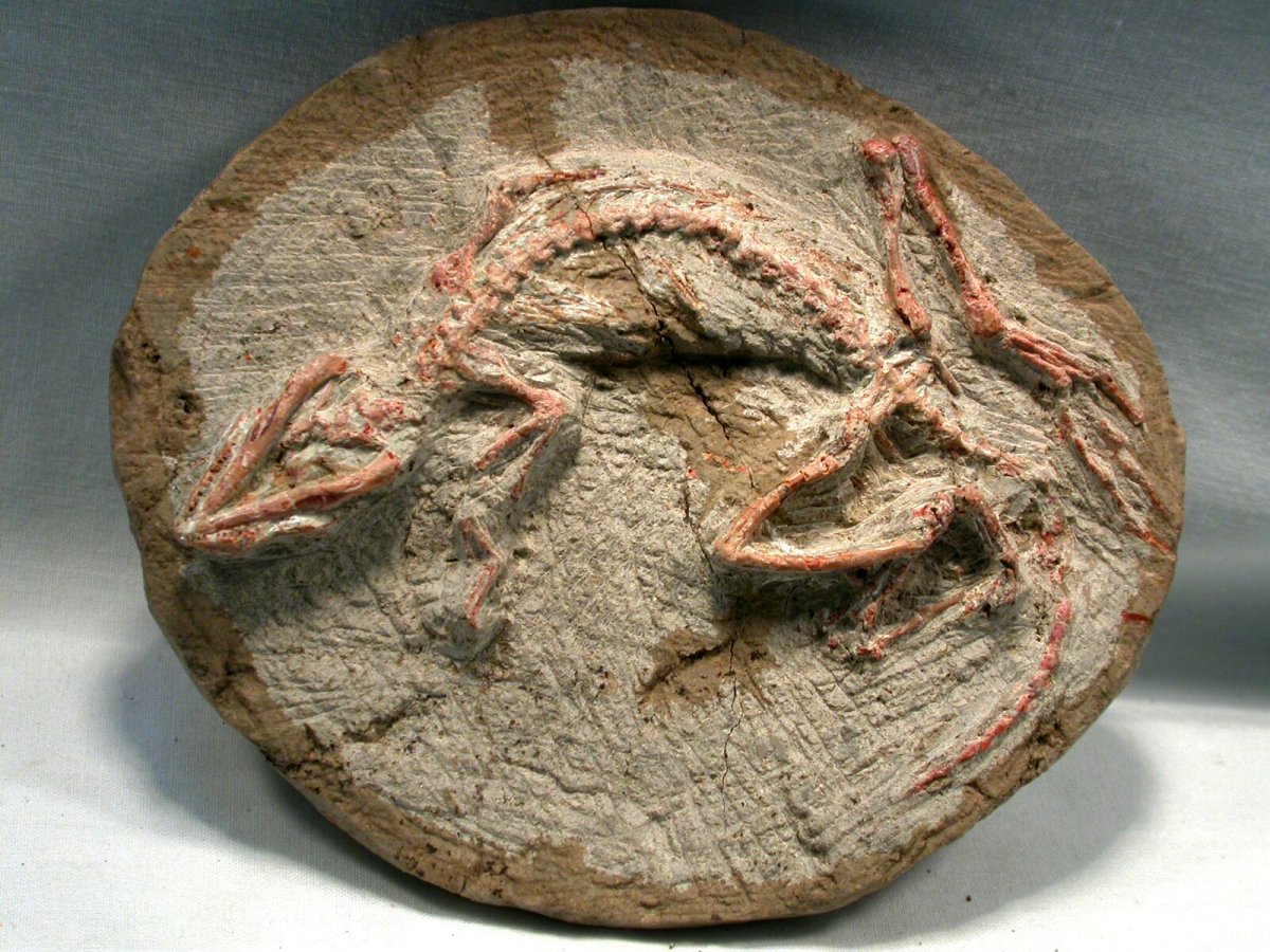 Jeholosaurus shangyuanensis dinosaur