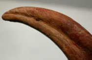 Dinosaur Foot Claw
