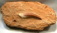 Plesiosaur Tooth Morocco