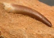 Pleiosaur Tooth Fossil