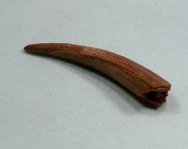 Sciroccopteryx moroccensis Pterosaur Tooth