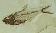 Green River Fossil Fish Diplomystus dentatus