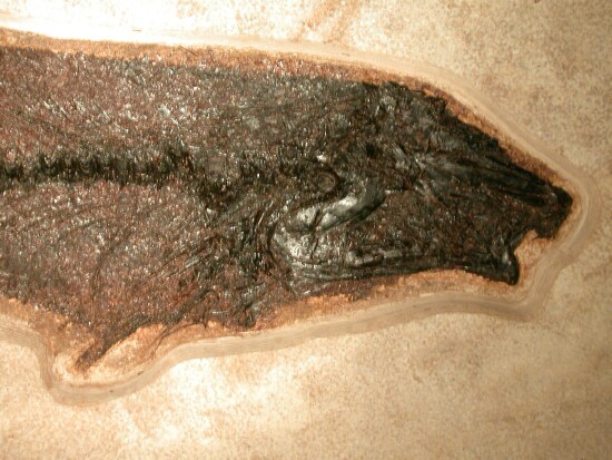 Rare Notogoneus osculus Fish Fossil