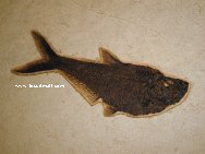 Diplomystus Green River Fossil Fish