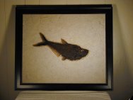 Diplomystus Fish Fossil