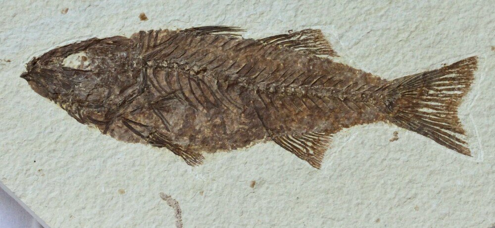 Mioplosus labracoides
