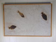Priscacara & Diplomystus Fish Fossils