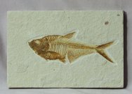 Diplomystus dentatus