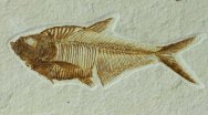 Green River Fish Fossil Diplomystus dentatus