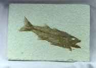 Fossil Fish Mioplosus labracoides for Sale