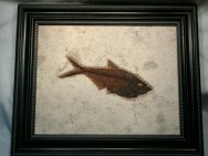 Diplomystus dentatus
