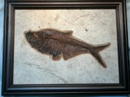 Diplomystus dentatus