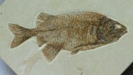 Phareodus encaustus