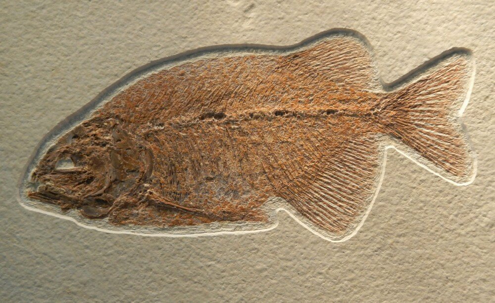 Green River Fossil Fish Phareodus encaustus