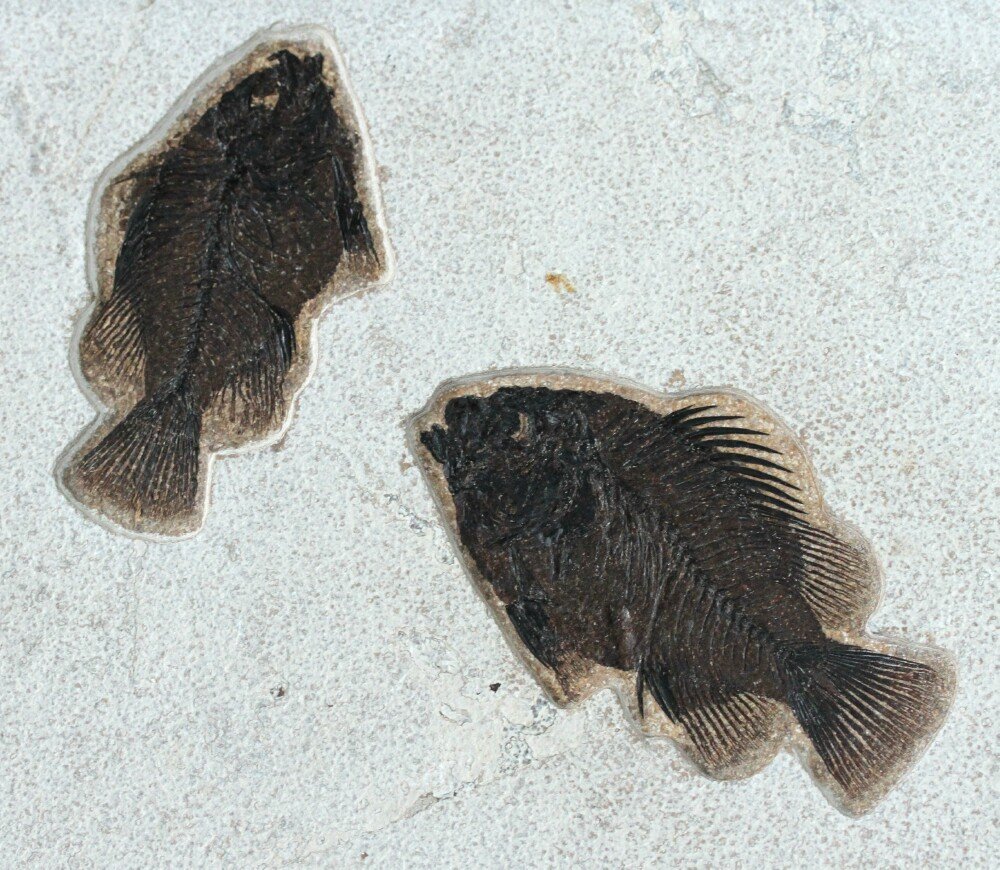 Priscacara liops Fish Fossils
