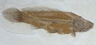 Rare Amia fragosa Fish Fossil