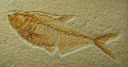 Framed Diplomystus dentatus Fish Fossil
