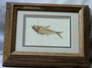 Diplomystus dentatus