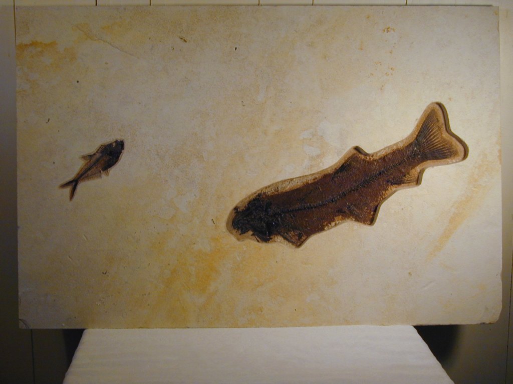 Rare Notogoneus osculus with Diplomystus Fish Fossils  from 18 inch layer