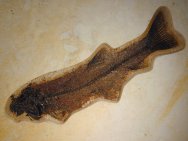 Notogoneus