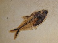 Diplomystus