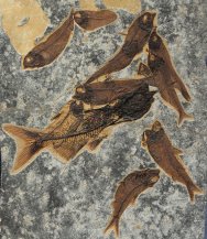 Astephus antiquus Catfish Catfish Fossil