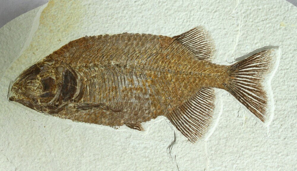 Green River Fossil Fish Phareodus encaustus