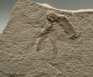 Cretaceous Flying Termite Fossil Insect