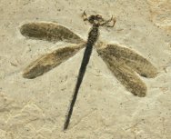 Parahemiphlebia Cretaceous Damselfly Fossil