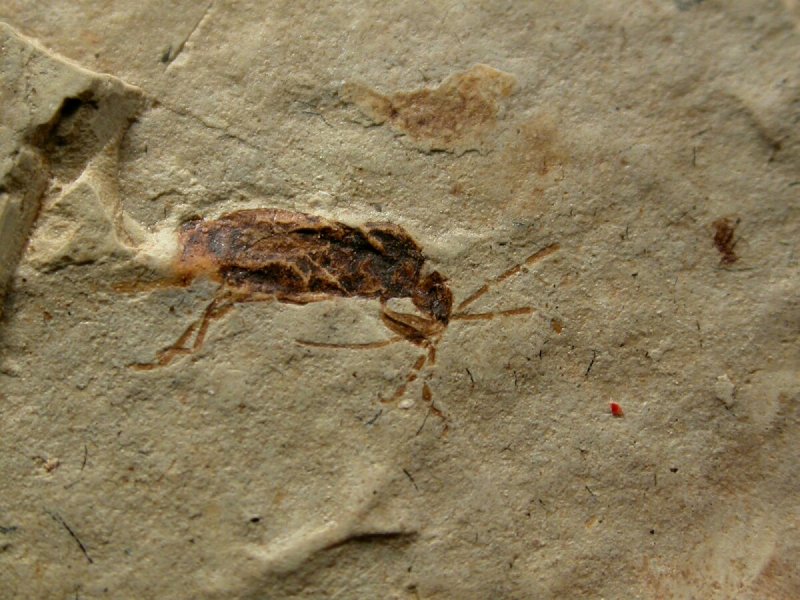 Fossil Beetle from Liaoning