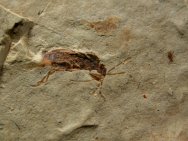 Beetle Insect Fossil