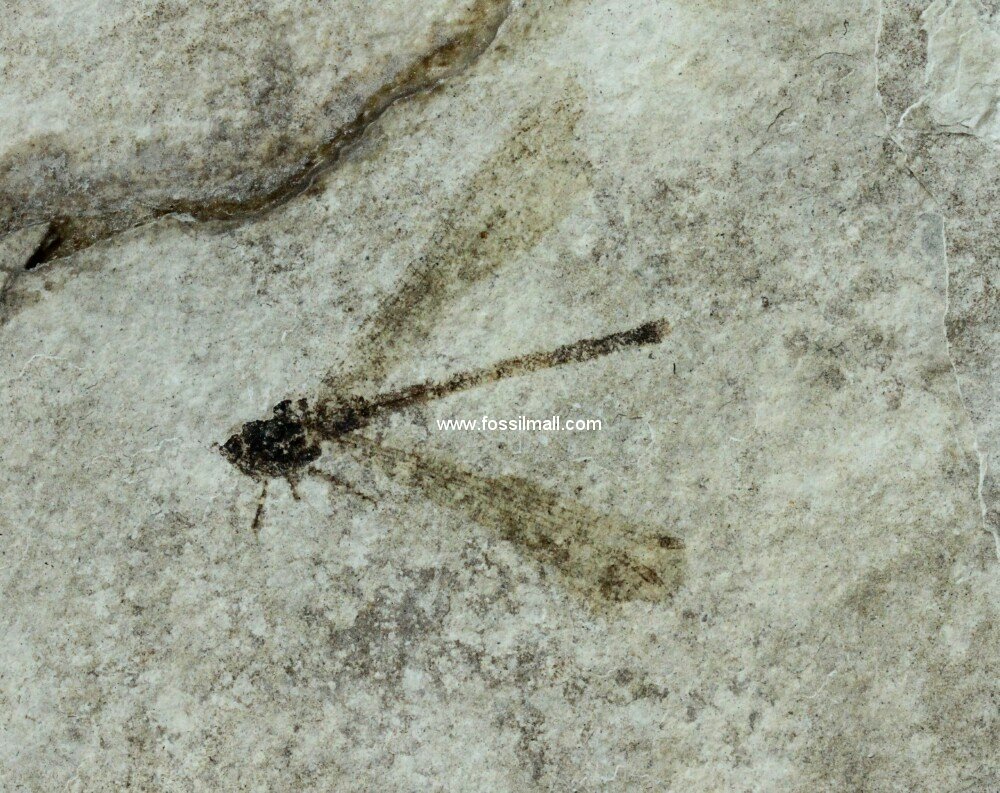 Damselfly Fossil