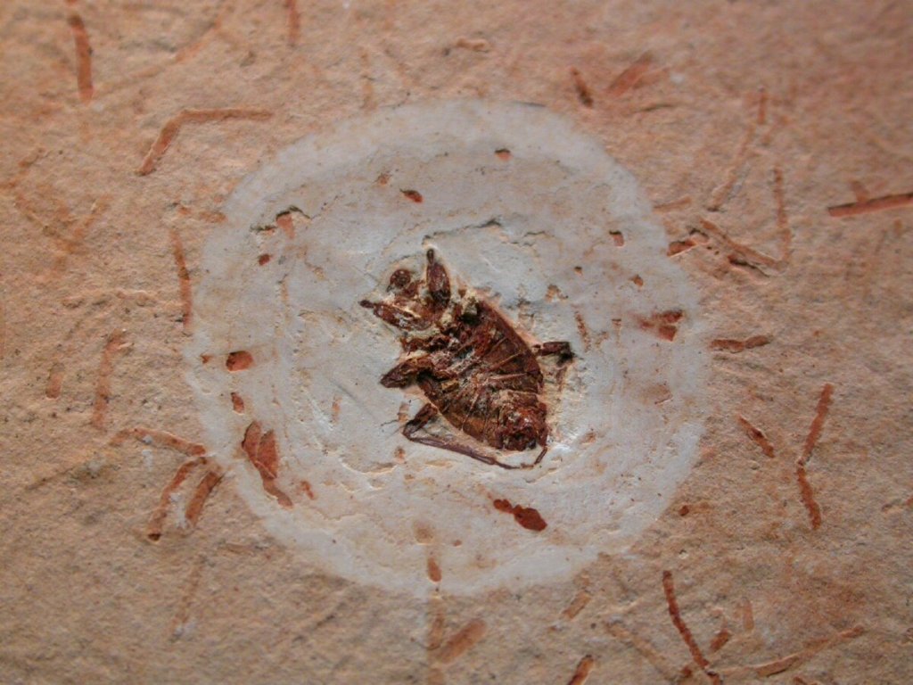 Beetle Insect Fossil
