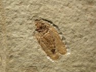 Planthopper Fossil Insect