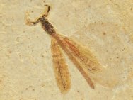 Parahemiphlebia Damselfly Fossil 