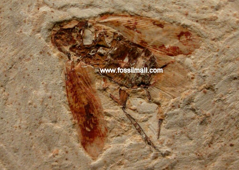 Insect Fossil Crato Formation