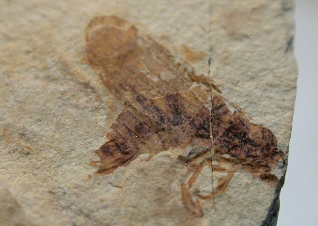 Froghopper Insect Fossils