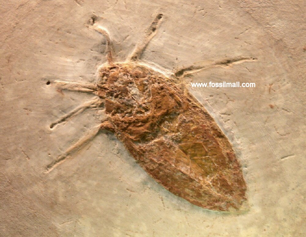 Water Bug Insect Fossil