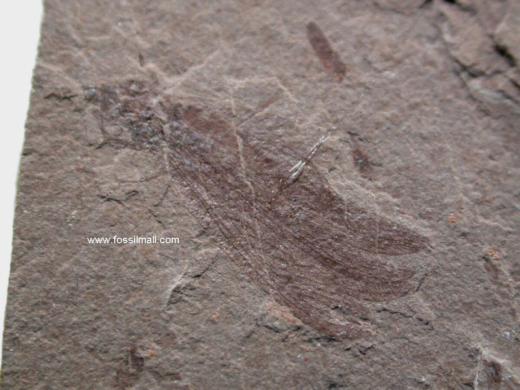 Lacewing Insect Fossil