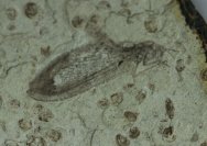 Lacewing Insect Fossil