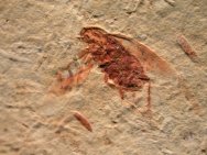 Cockroach Insect Fossil