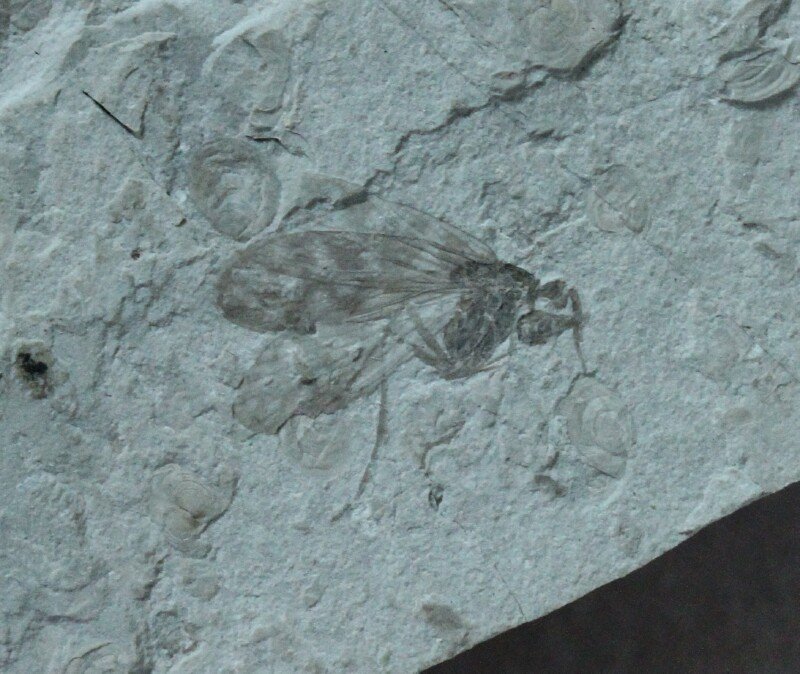 Scorpionfly Fossil Insect