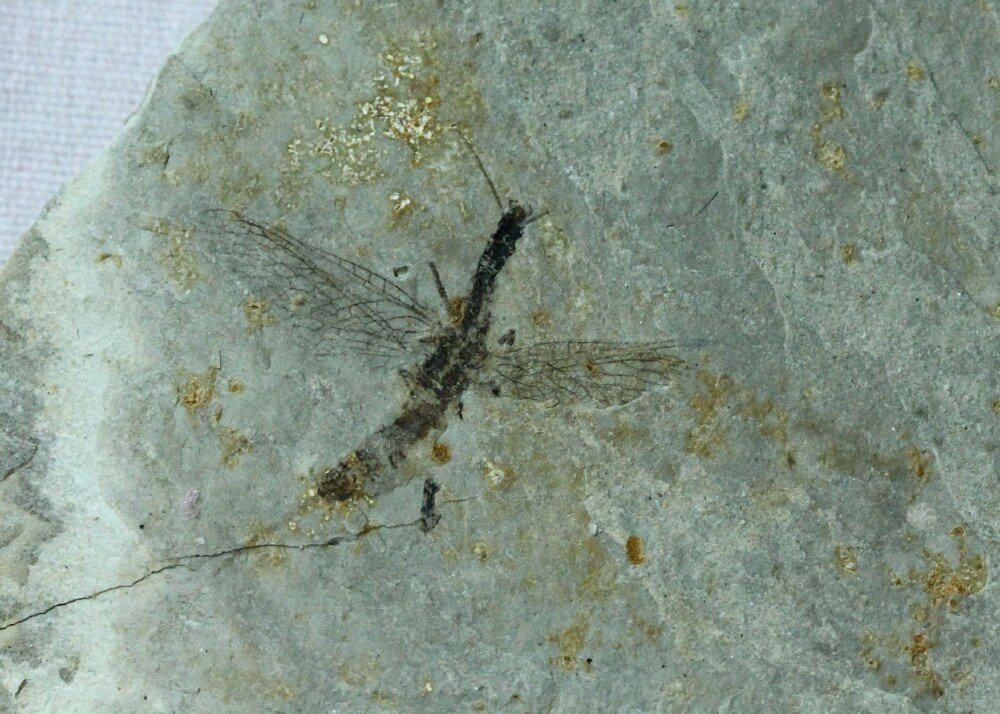 Rare Yixian Snakefly Fossil Insect